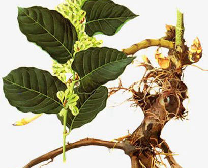 Polygonum cuspidatum extract