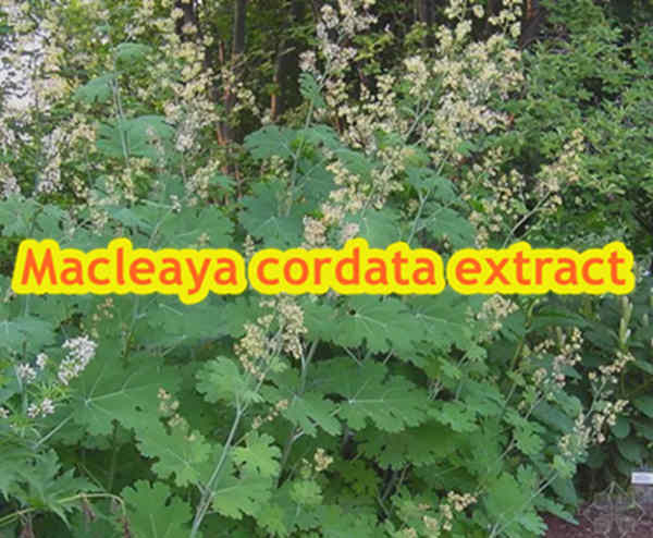 Macleaya cordata extract