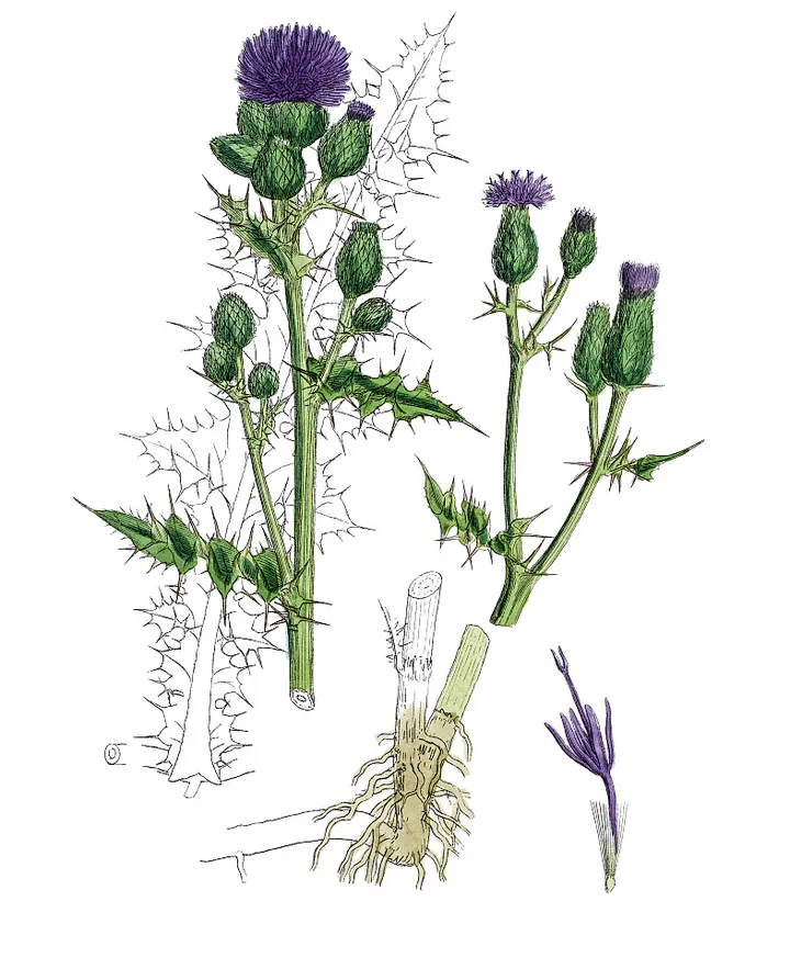 Milk Thistle Extract.jpg