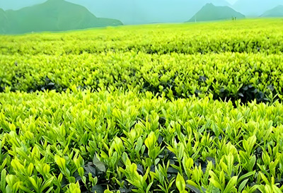 Green Tea Extract